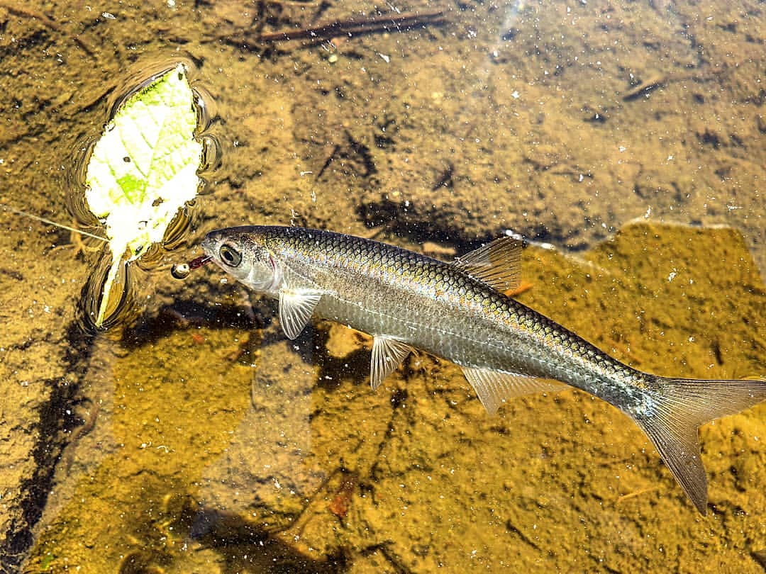 _k4k_angler в LOOKY — фото 2