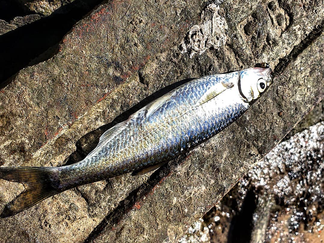 _k4k_angler в LOOKY — фото 5