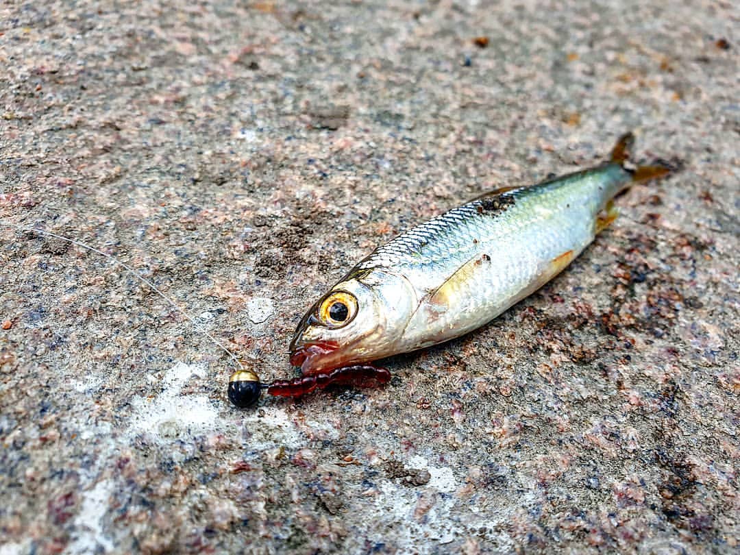 _k4k_angler в LOOKY — фото 7