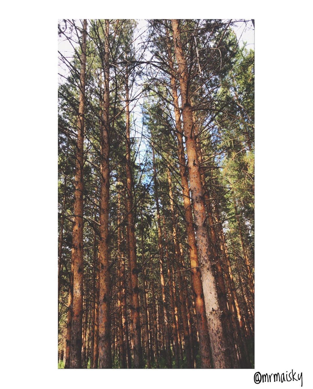 mrmaisky в LOOKY — #Лесолюбование