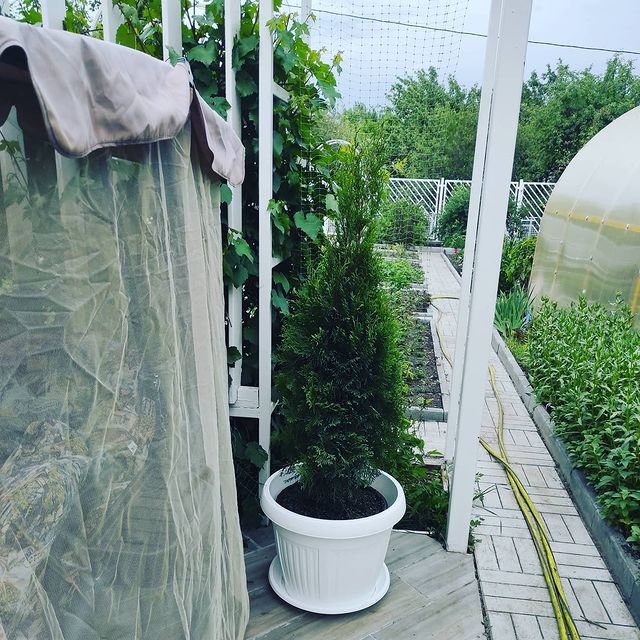 okcancher в LOOKY. #садовыевыходные,#дачасвоимируками,#цветыизсадамоего,#садистыогородники,#садожители. @motora_mama_toma  п...