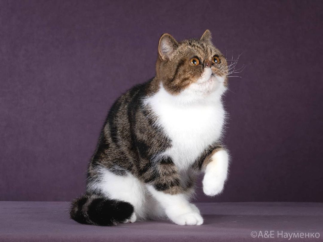 mycatgrooming в LOOKY — фото 5