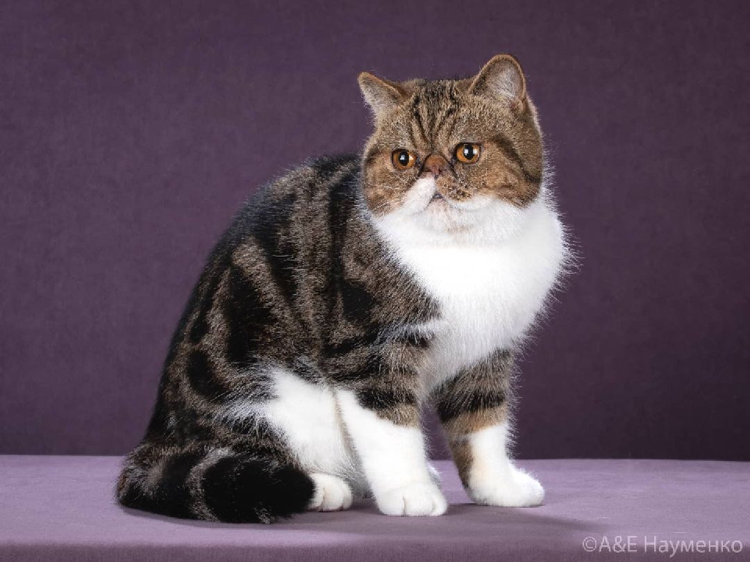 mycatgrooming в LOOKY — фото 3