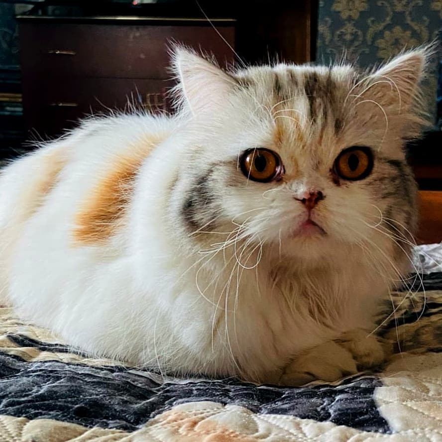 Вислоухие шотландские котята в LOOKY — фото 3