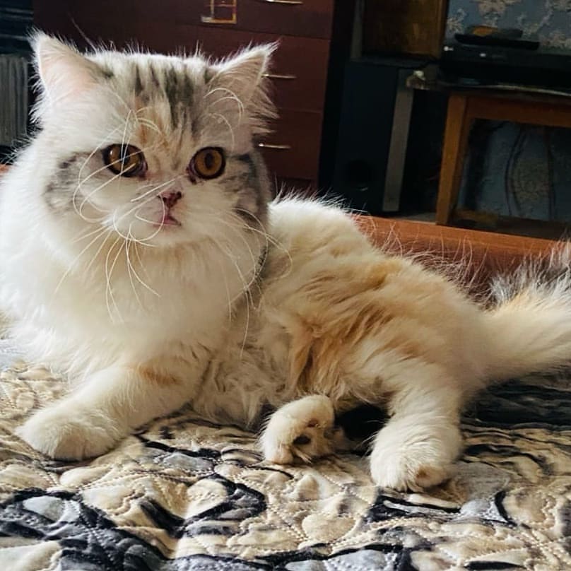Вислоухие шотландские котята в LOOKY — фото 2