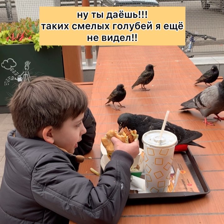 sophirome в LOOKY. #голубьптицамира,#обеденныйперерыв,#мысамыекрутыевмакдональдсе. я стала свидетельниц...