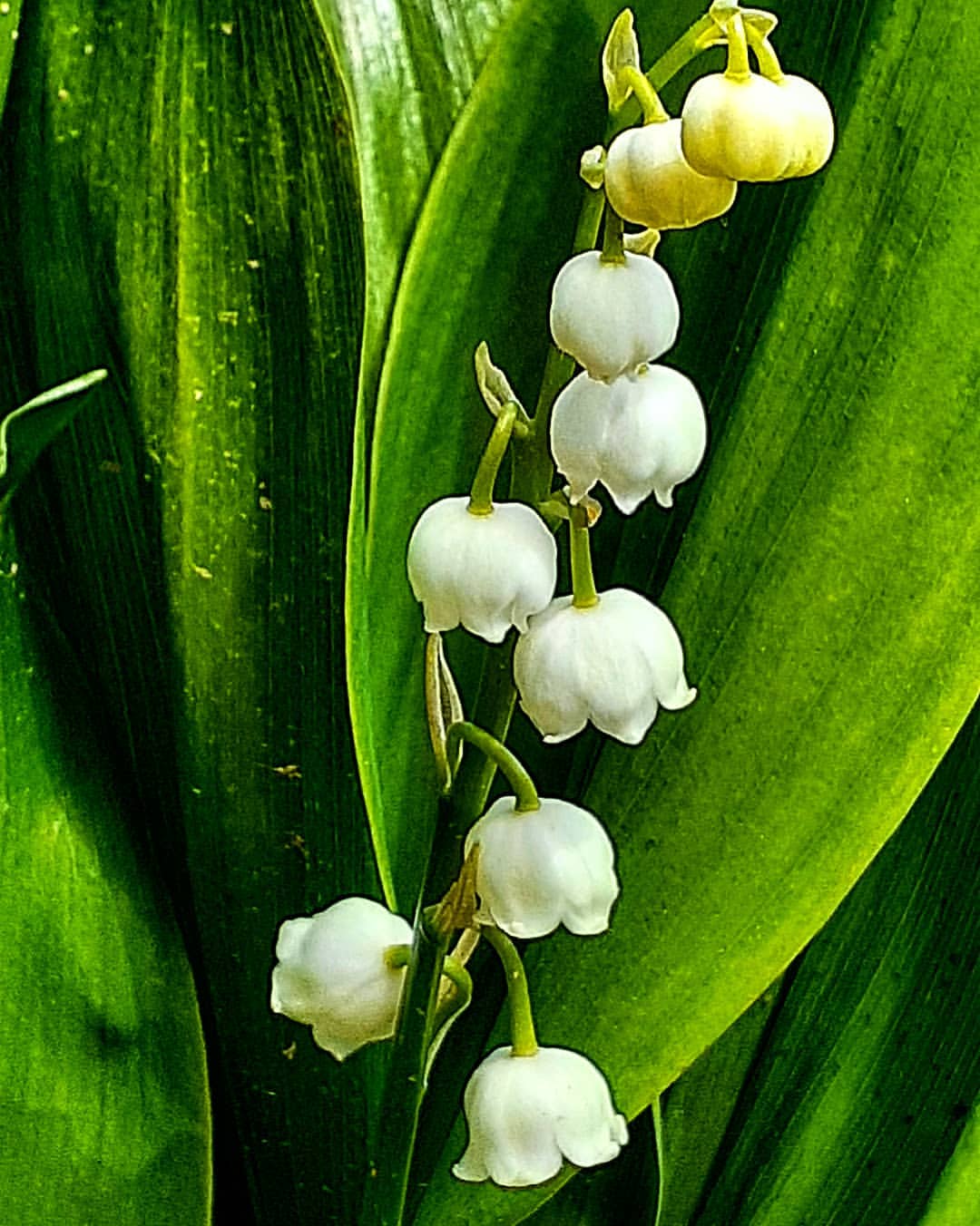 antsiferovbreed в LOOKY — фото 6