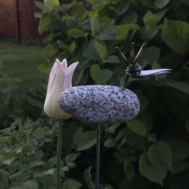 gipsophyla в LOOKY. . Тюльпан, привезённый...