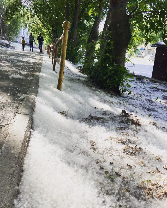dikiy_kaktus в LOOKY. #тополиныйпух. В городе снег #топол...