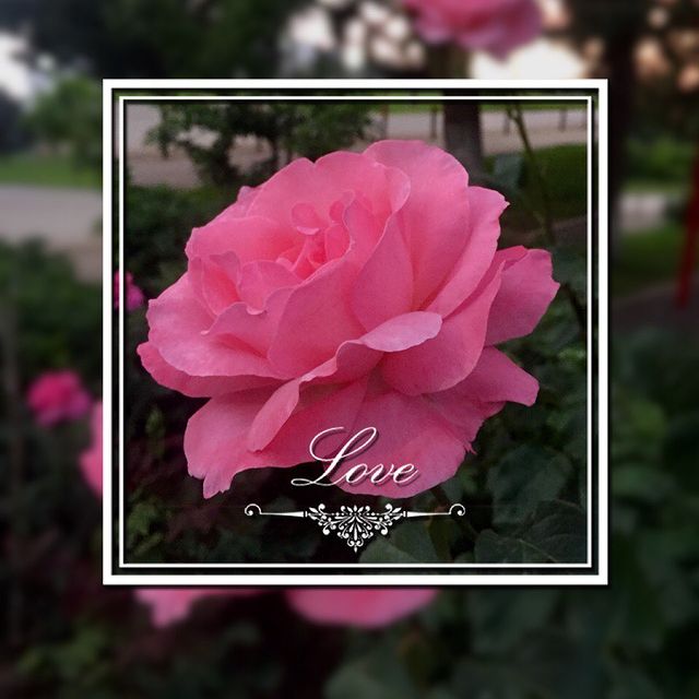 g_alina_ в LOOKY. . Я не любила розы. 
С...