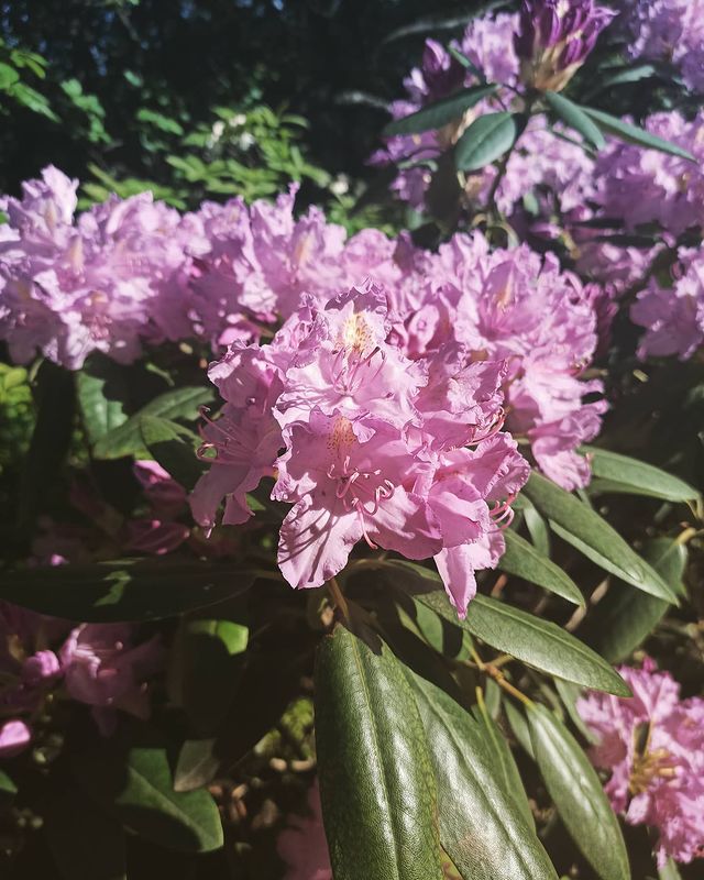 darya_art2020 в LOOKY. #hortus_ru,#hortus,#цветение,#красота,#цветы,#flowerstagram,#flowers🌸,#аптекарскийогород,#ботаническийсадмгу,#shobymi. Шикарное цветение🌸 ...