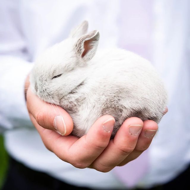 khimola.ru в LOOKY. . 🐰Выбираем карликово...