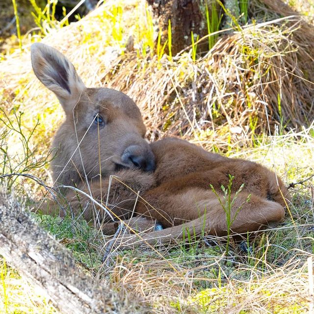 the.tail.wind в LOOKY. #nature#naturelife#naturephotography#wild#wildlifestyle#wildlifephotograhy#callofthewild#animals#moose#elk#alces_alces#природа#дикаяжизнь#зовприроды#фотогоафииприроды#животные#лоси#лось. #nature#naturelife#n...