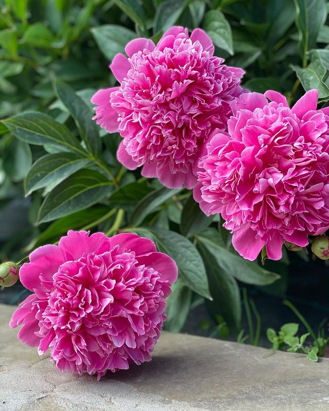 sad_ogorod_welcome в LOOKY. . Пока мои петунии от ...