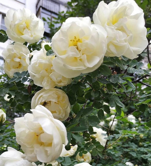 elenas0703 в LOOKY. #лето,#summer,#bloom,#розы,#flowers. Лето пришло #лето #s...