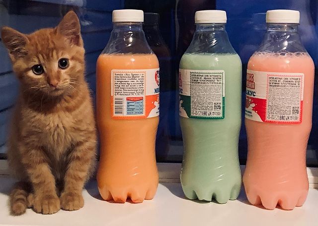 igor.kukuev в LOOKY. #cat,#кот,#котенок. Directed by Cat 🐈 
...