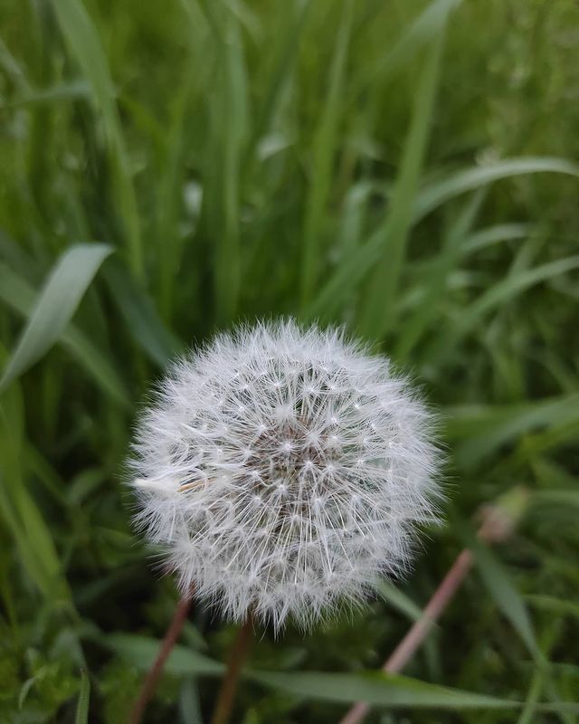 __macro_life__ в LOOKY. #одуванчик#макро#2021#belarus#беларусь#ошмяны#цветок#макро#нателефон#flower#macro#phonephotography. .
.
#одуванчик#макро...