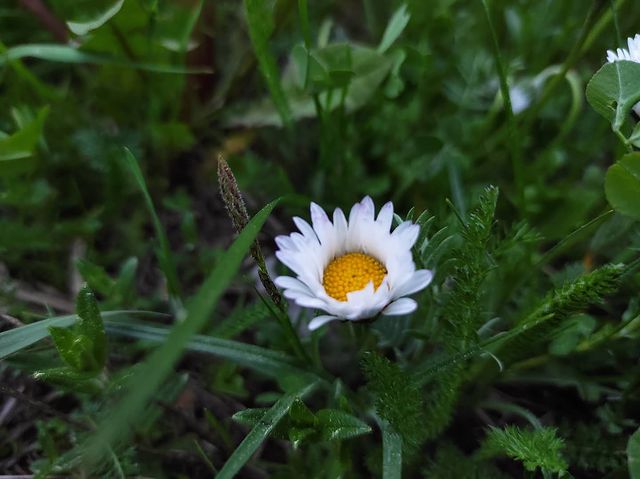 __macro_life__ в LOOKY. #маргаритка#макро#2021#belarus#беларусь#ошмяны#цветок#макро#нателефон#flower#macro#phonephotography. .
.
#маргаритка#макр...
