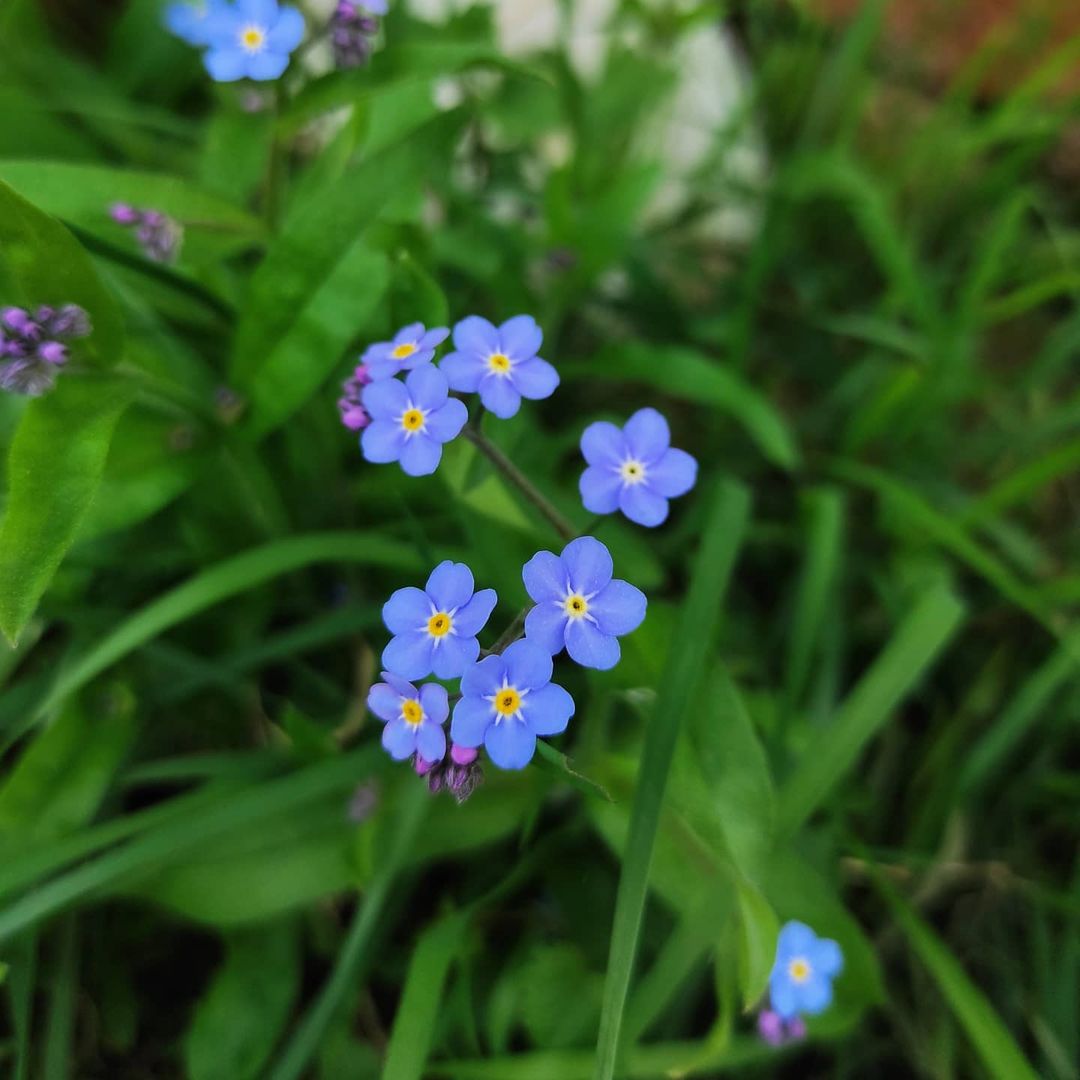 __macro_life__ в LOOKY — .
.
#незабудка#макро#2021#belarus#беларусь#ошмяны#цветок#мак