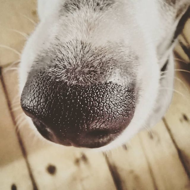 newkamnew в LOOKY. #дрт,#санктпетербург,#spb,#dog,#dogsoftheday. Список задач на даче...