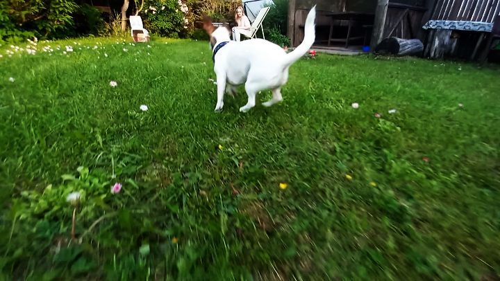 newkamnew в LOOKY. #широкосмотрим,#дрт,#spb,#санктпетербург,#питер,#dogsoftheday,#dog,#jrt,#дача. #широкосмотрим #дрт ...