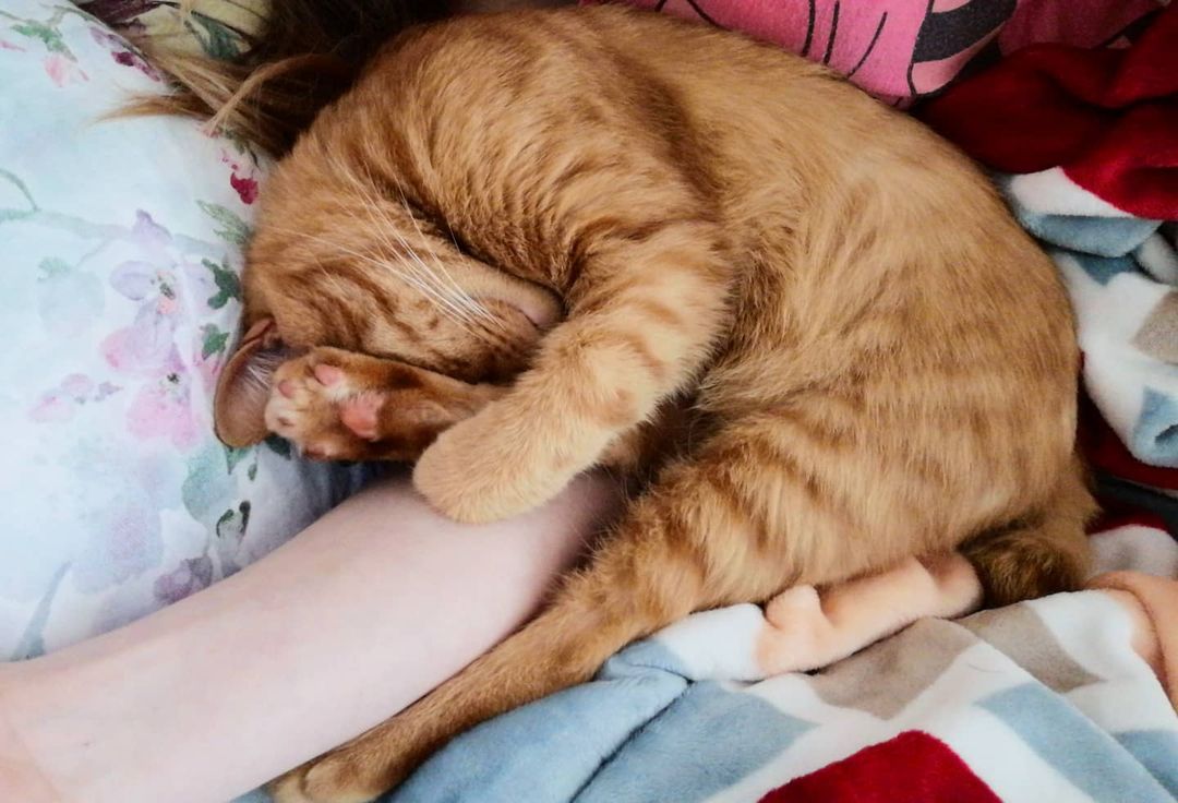 kotya_cat_khv в LOOKY — Ну теперь я высплюсь🤭Какая же прелесть✨