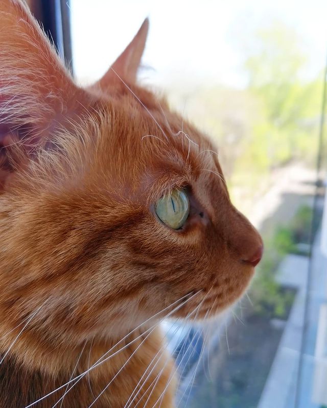 kotya_cat_khv в LOOKY. . С Днём Рождения Меня...