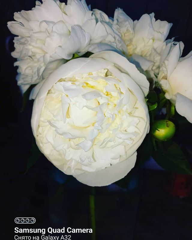 yulya.permyakova в LOOKY. #пионы🌸,#этолюбовь💙,#счастьеесть✨,#лето🌞. #пионы🌸  #этолюбовь...