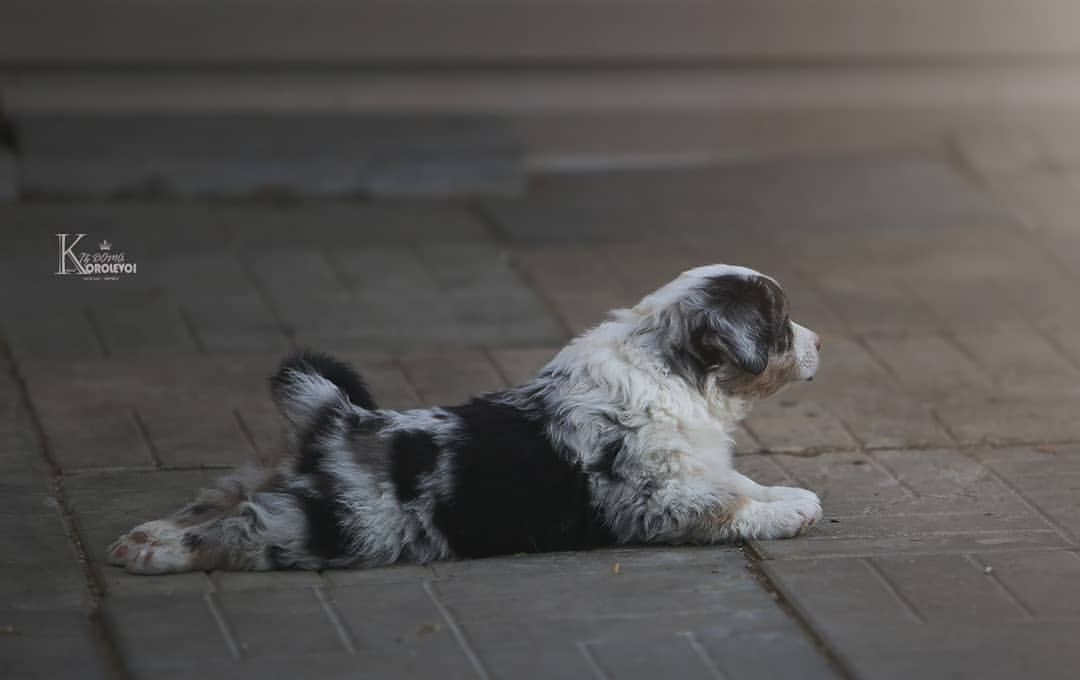 iz_doma_korolevoi_kennel в LOOKY — фото 2