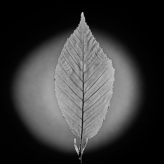 tschernawzew в LOOKY. #elm,#leaf,#macrophotography,#macro,#blackandwhitephotography,#blackandwhite,#ulme,#blatt,#makrofotografie,#makro,#schwarzweißfotografie,#schwarzweiss,#вяз,#лист,#макросъемка,#макрофото,#макро,#чёрнобелоефото,#чёробелое,#чернобелая. #elm #leaf #macropho...