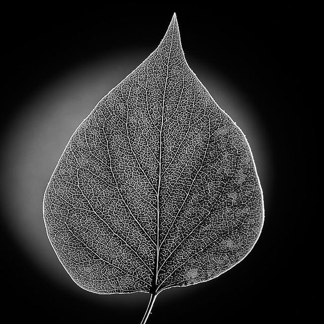 tschernawzew в LOOKY. #lilac,#leaf,#macrophotography,#macro,#blackandwhitephotography,#blackandwhitephoto,#blackandwhite,#flieder,#blatt,#makrofotografie,#makro,#schwarzweissfoto,#schwarzweissfotografie,#schwarzweiss,#сирень,#лист,#макросъемка,#макрофото,#макро,#чёрнобелоефото,#чернобелаяфотография. #lilac #leaf #macrop...