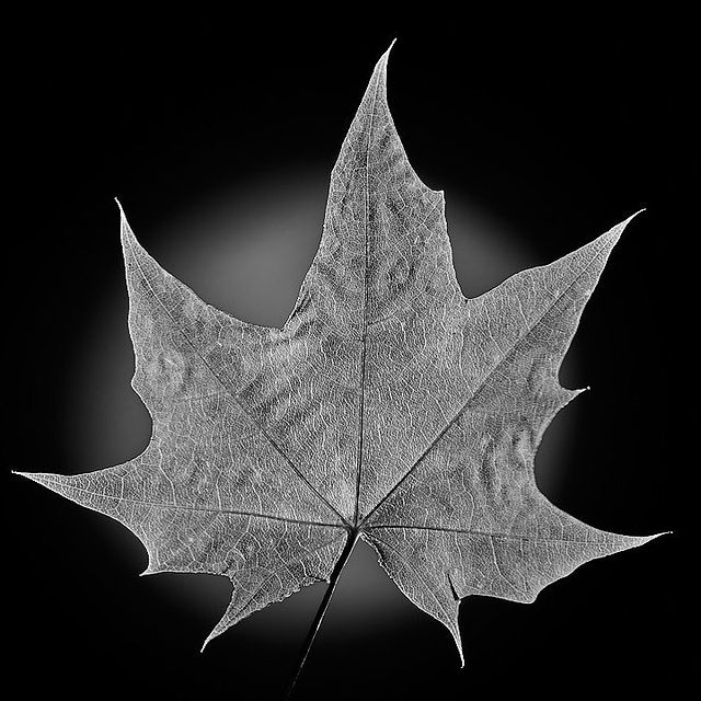 tschernawzew в LOOKY. #maple,#leaf,#macrophotography,#macro,#blackandwhitephotography,#blackandwhitephoto,#blackandwhite,#ahorn,#ahornblatt,#blatt,#makrophotography,#makrofoto,#makrofotografie,#makro,#schwarzweissfotografie,#schwarzweiss,#schwarzweiß,#schwarzweissfoto,#кленовыйлист,#клён,#лист,#макрофотография,#макросъемка,#макрофото,#макро,#чернобелаяфотография,#чернобелаяфотография,#чернобелое,#чернобелая. #maple #leaf #macrop...