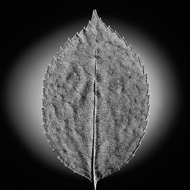 tschernawzew в LOOKY. #rose,#leaft,#macrophotography,#macro,#blackandwhitephoto,#blackandwhitephotography,#blackandwhite,#rosé,#blatt,#rosenblatt,#makrofoto,#makrofoto,#makrofotografie,#makro,#роза,#розовыйлист,#лист,#макросъёмка,#макрофотография,#макросъемка,#макрофото,#макро,#чёрнобелое,#чернобелоефото📷,#чёрнобелое,#чернобелоефото. #rose #leaft #macrop...