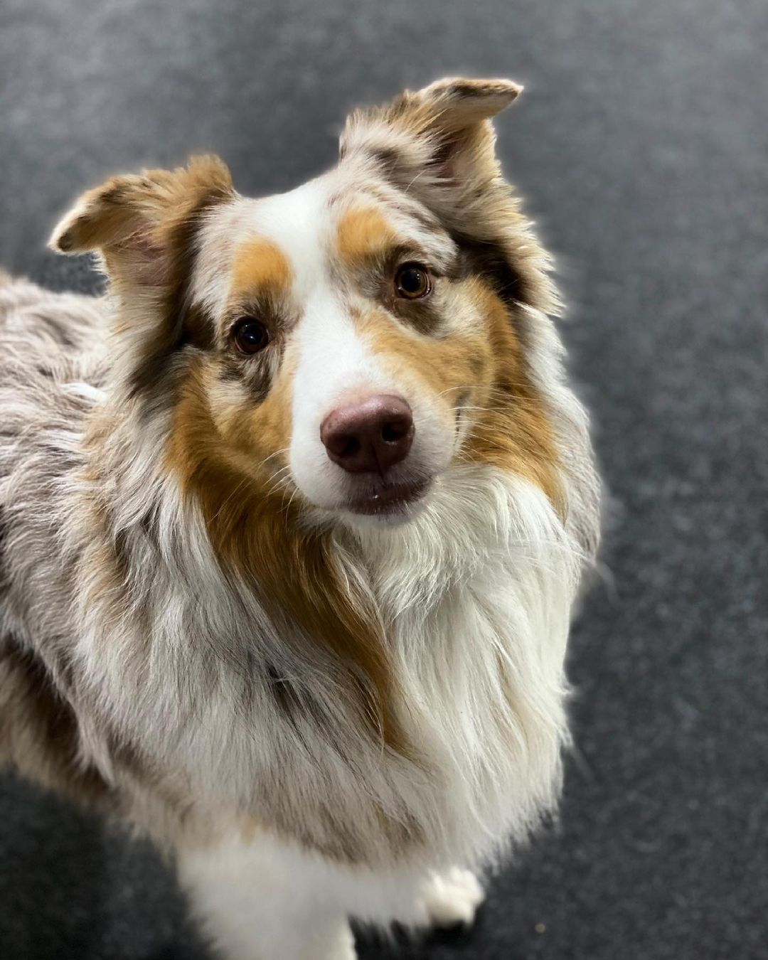 moedogdelo в LOOKY — Пиксель-сынок 💜💚 💜#австралийскаяовчарка #aussie #собакито