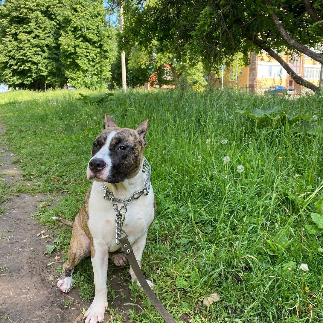 gaby.amstaff.tula в LOOKY — фото 2