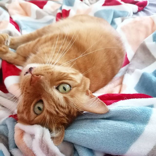 kotya_cat_khv в LOOKY. . Ну вы там работайте,...