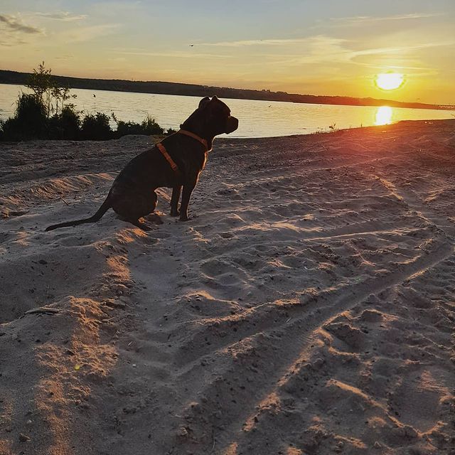 amstaff.beyli в LOOKY. #бэйли,#стаффордширскийтерьер,#собакаулыбака. #бэйли #стаффордширс...