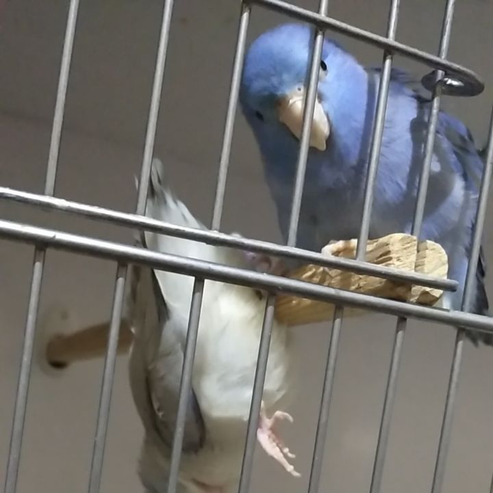 eeenverkilinccc в LOOKY. #forpusankara,#forpus,#forpusbird,#forpusüretim,#forpuspapağanı,#forpusparrot,#forpustürkiye,#forpussahiplendirme,#pursaklar,#çubuk,#kanatlıüretimi,#papağan,#minyatürpapağan,#ankara. Bu nasıl uyuma şekli...