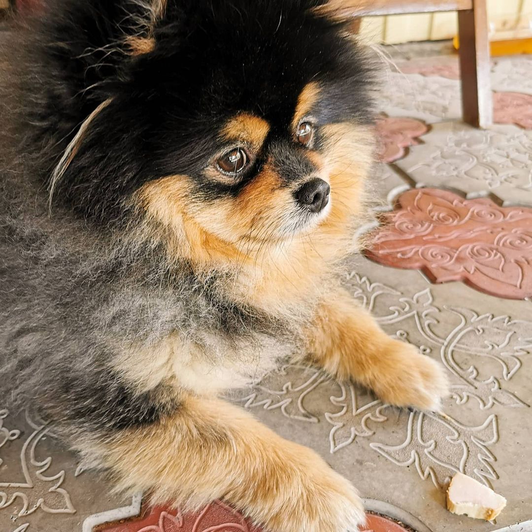 svamitanya в LOOKY — Наша охрана🐶

#Кузя #охранник