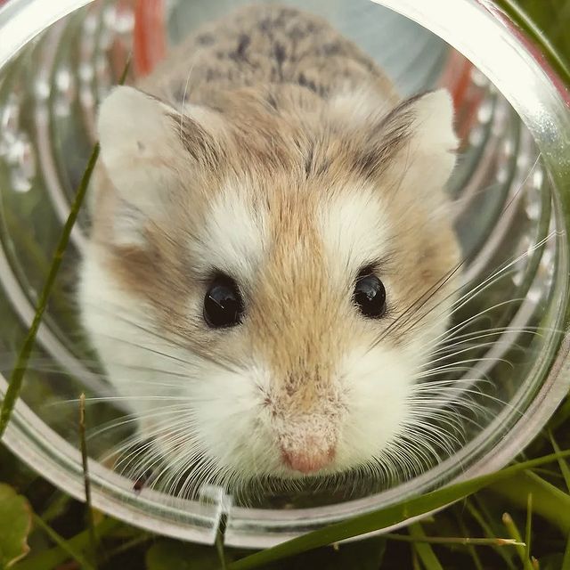 khimola.ru в LOOKY. . 🐰🛀🧽Банный день дл...