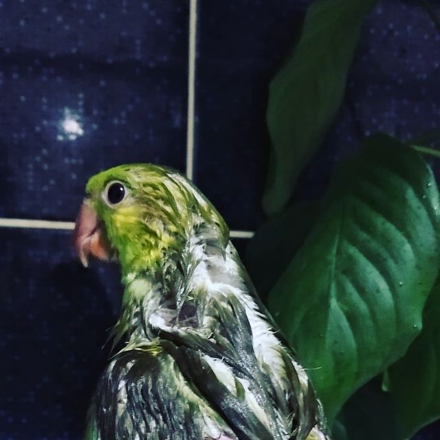 eeenverkilinccc в LOOKY. #forpus,#forpusankara,#forpusbird,#forpusüretim,#forpuspapağanı,#forpusparrot,#forpustürkiye,#forpussahiplendirme,#elbeslemepapağan,#elbesleme,#papağan,#pakistanpapagani,#parrolet,#pursaklar,#çubuk,#ankara. El besleme Pakistan ...