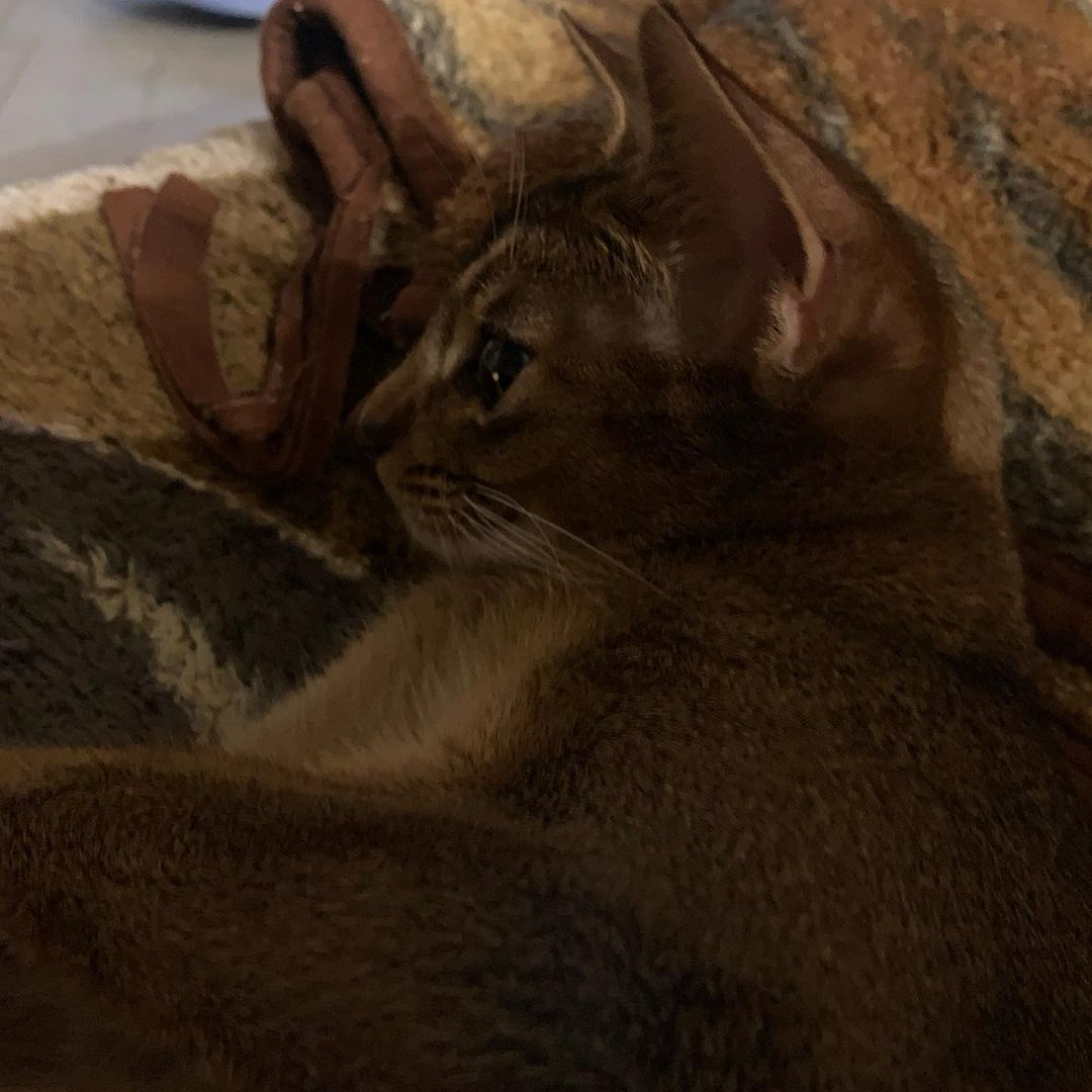 leo_minor_aby_cattery_cfa в LOOKY — публикация