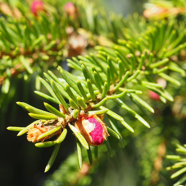 the.tail.wind в LOOKY. #nature#naturelife#naturephotography#wild#callofthewild#wildlifestyle#wildphotography#forest#trees#picea#picea_abies#природа#дикаяжизнь#фотографииприроды#деревья#ель#ельобыкновенная#. #nature#naturelife#n...