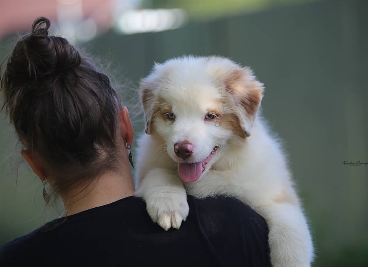 iz_doma_korolevoi_kennel в LOOKY — фото 2