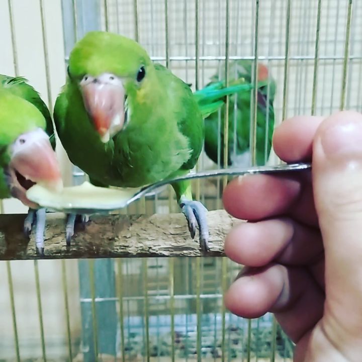 eeenverkilinccc в LOOKY. #elbesleme,#elbeslemepapağan,#pakistanpapagani,#papağan,#pakistanpapağanı,#parrolet,#forpus,#forpusankara,#forpusbird,#forpusüretim,#forpuspapağanı,#forpusparrot,#forpustürkiye,#forpussahiplendirme,#pursaklar,#çubuk,#keçiören,#ankara. Yiyor yiyor doymuyor...