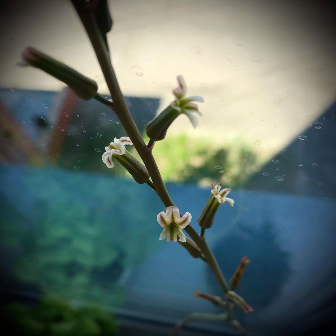 iapofiz в LOOKY — Хавортия (Haworthia)