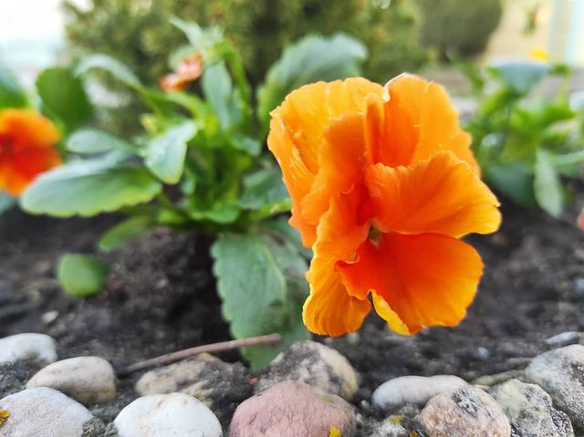 __macro_life__ в LOOKY. #макро#2021#belarus#беларусь#ошмяны#цветок#макро#нателефон#flower#macro#phonephotography#orange. .
.
#макро#2021#bela...