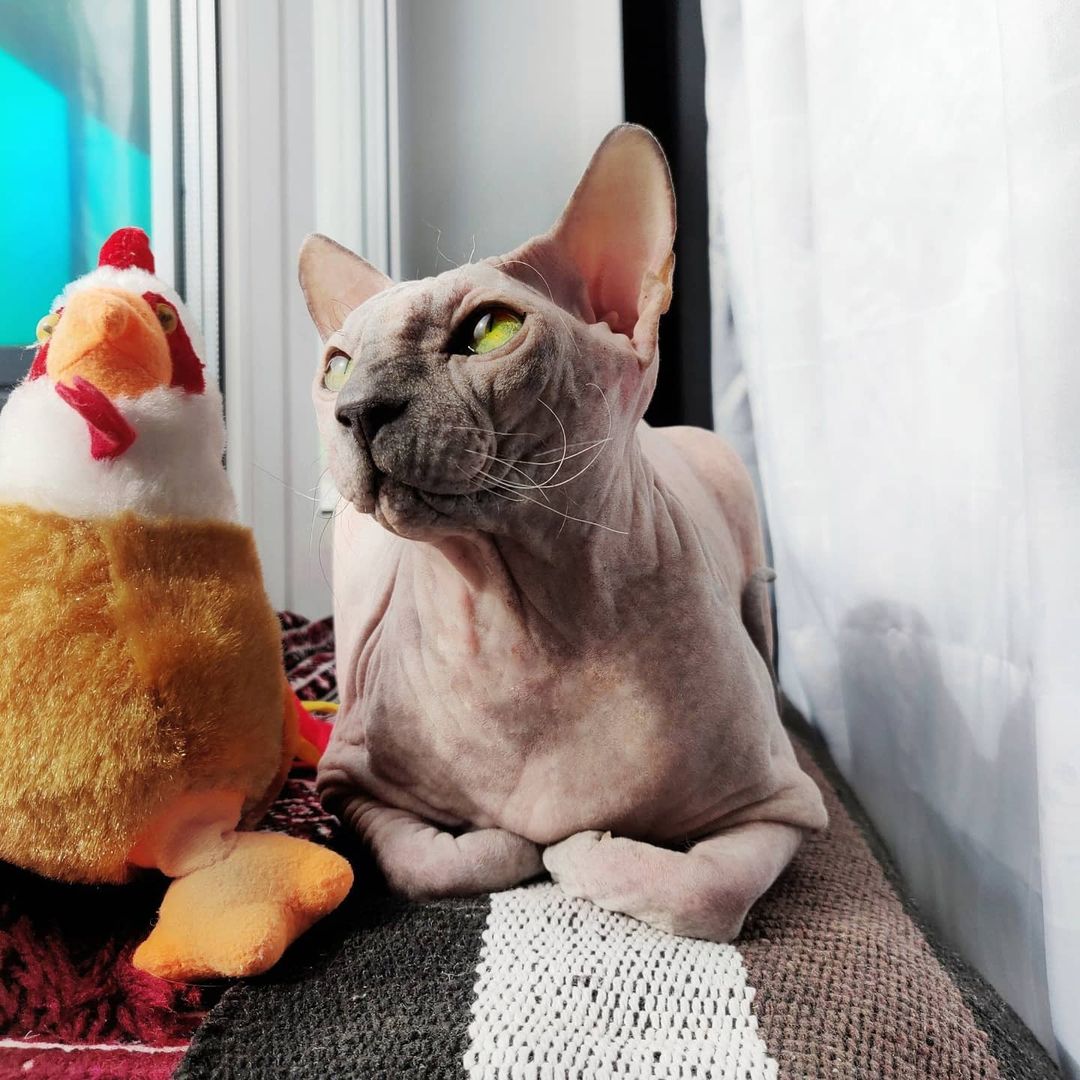 eva_sphynx_cat в LOOKY — фото 2