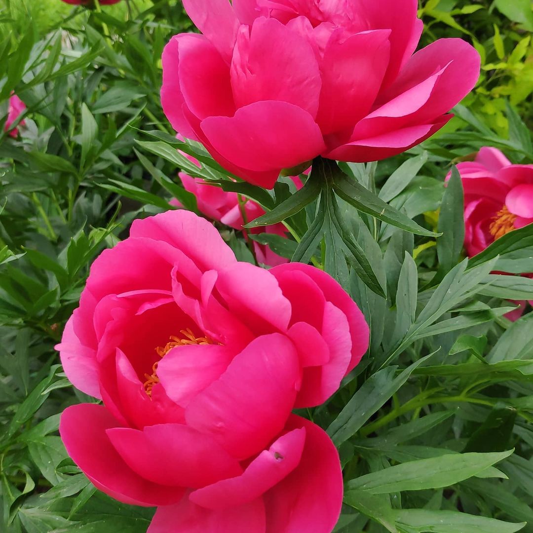 osberry195 в LOOKY — фото 1