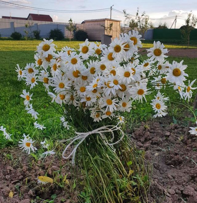 romaschkino в LOOKY. #снтромашкино. И ещё одна летняя ко...